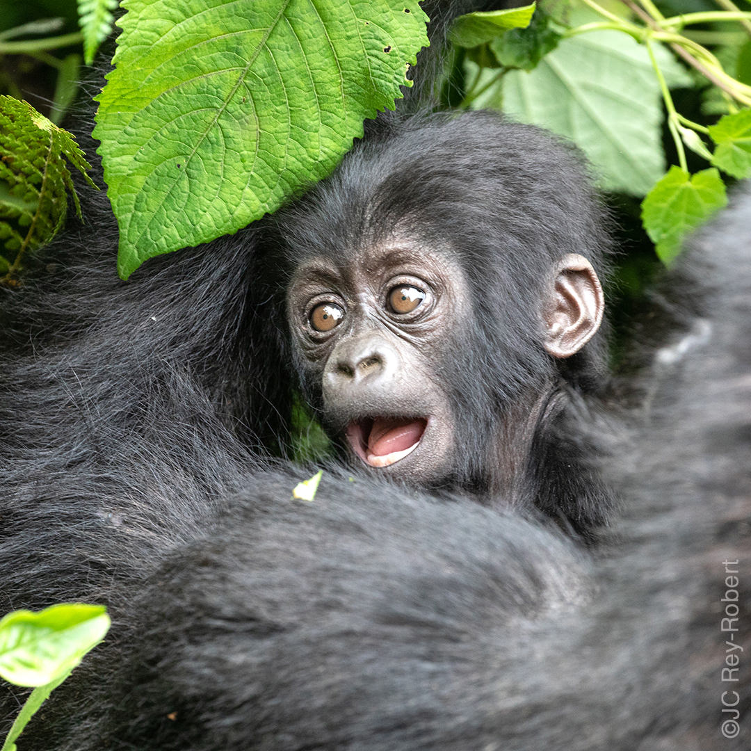 gorille-ouganda